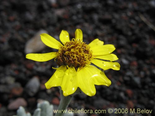 Imágen de Senecio sp. #1564 (). Haga un clic para aumentar parte de imágen.