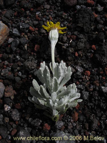 Imágen de Senecio sp. #1564 (). Haga un clic para aumentar parte de imágen.