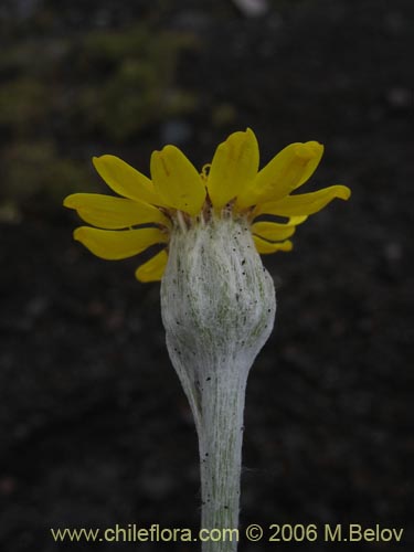 Imágen de Senecio sp. #1564 (). Haga un clic para aumentar parte de imágen.