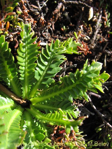 Imágen de Perezia pedicularidifolia (Estrella de los Andes). Haga un clic para aumentar parte de imágen.