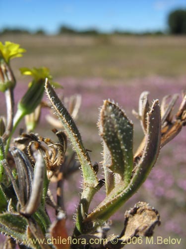 Asteraceae sp. #2347的照片