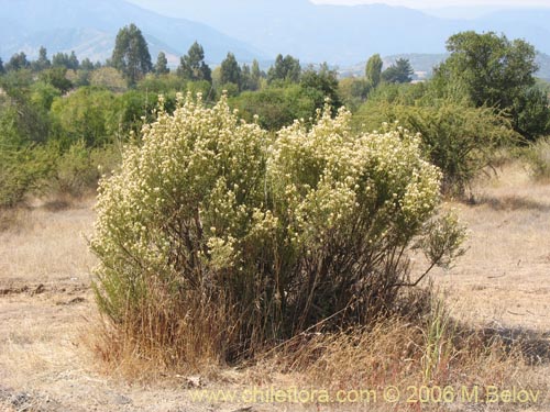 Imágen de Baccharis linearis (Romerillo). Haga un clic para aumentar parte de imágen.