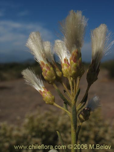 Imágen de Baccharis linearis (Romerillo). Haga un clic para aumentar parte de imágen.