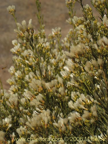 Imágen de Baccharis linearis (Romerillo). Haga un clic para aumentar parte de imágen.