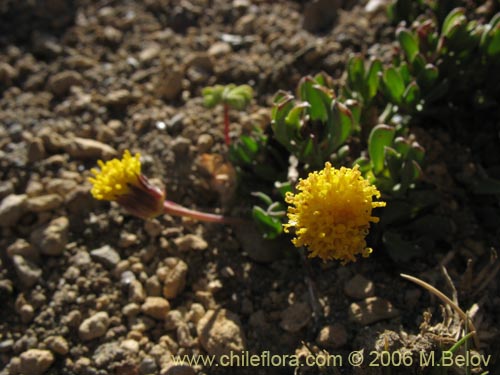 Imágen de Senecio sp. #1563 (). Haga un clic para aumentar parte de imágen.