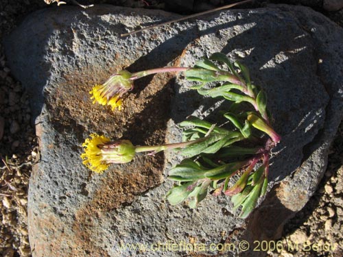 Imágen de Senecio sp. #1563 (). Haga un clic para aumentar parte de imágen.