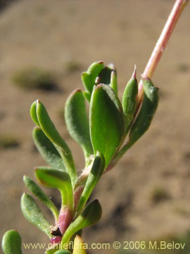 Imágen de Senecio sp. #1563 (). Haga un clic para aumentar parte de imágen.