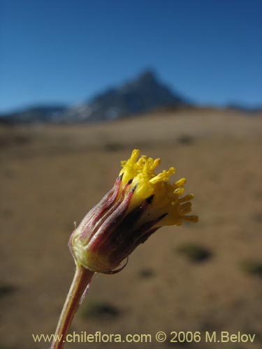 Imágen de Senecio sp. #1563 (). Haga un clic para aumentar parte de imágen.