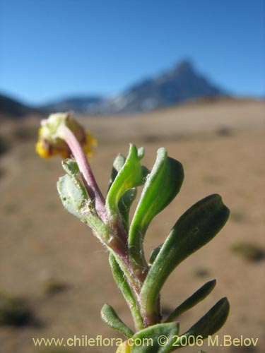 Imágen de Senecio sp. #1563 (). Haga un clic para aumentar parte de imágen.