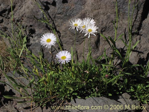 Image of Asteraceae sp. #3035 (). Click to enlarge parts of image.