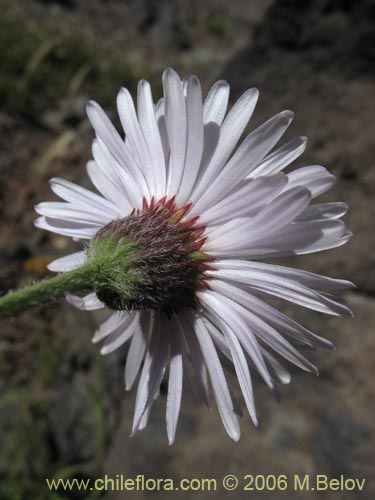 Imágen de Asteraceae sp. #3035 (). Haga un clic para aumentar parte de imágen.