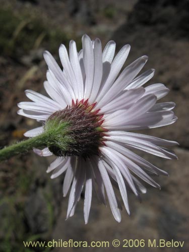 Asteraceae sp. #3035의 사진