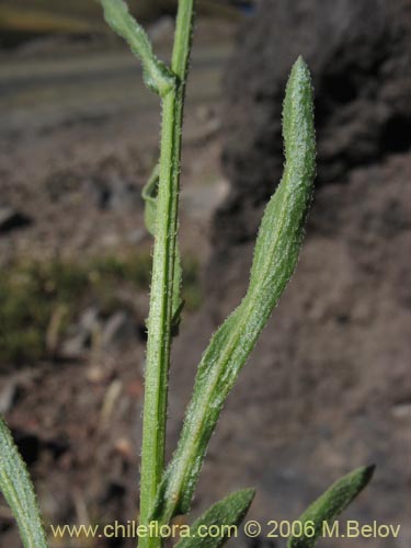 Image of Asteraceae sp. #3035 (). Click to enlarge parts of image.