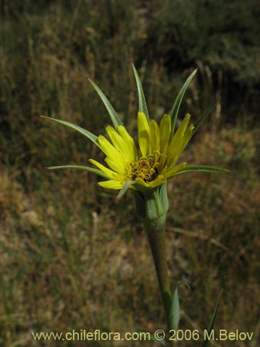 Imágen de Tragopogon pratensis (salsifí de prado). Haga un clic para aumentar parte de imágen.