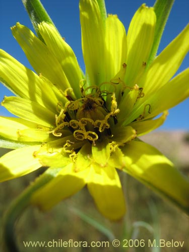 Imágen de Tragopogon pratensis (salsifí de prado). Haga un clic para aumentar parte de imágen.