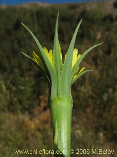 Imágen de Tragopogon pratensis (salsifí de prado). Haga un clic para aumentar parte de imágen.