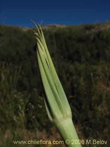 Imágen de Tragopogon pratensis (salsifí de prado). Haga un clic para aumentar parte de imágen.