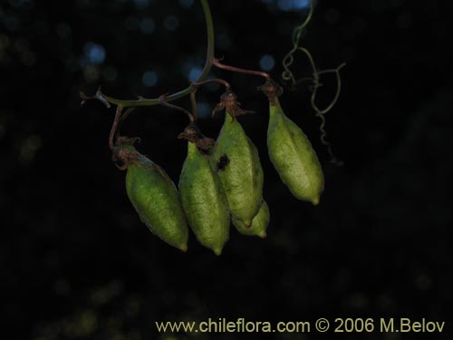 Im�gen de Eccremocarpus scaber (Chupa-chupa / Chupa-poto). Haga un clic para aumentar parte de im�gen.