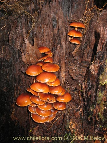 Bild von Flammulina velutipes (Enokitake). Klicken Sie, um den Ausschnitt zu vergrössern.