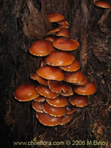 Bild von Flammulina velutipes (Enokitake). Klicken Sie, um den Ausschnitt zu vergrössern.