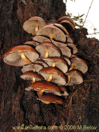 Bild von Flammulina velutipes (Enokitake). Klicken Sie, um den Ausschnitt zu vergrössern.