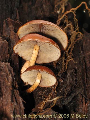 Bild von Flammulina velutipes (Enokitake). Klicken Sie, um den Ausschnitt zu vergrössern.