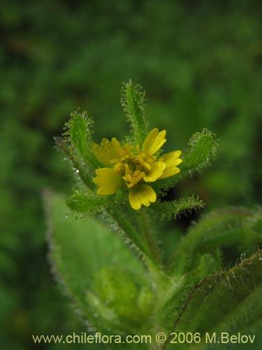 Imágen de Siegesbeckia sp. #2281 (). Haga un clic para aumentar parte de imágen.