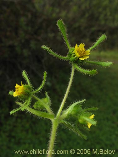 Imágen de Siegesbeckia sp. #2281 (). Haga un clic para aumentar parte de imágen.