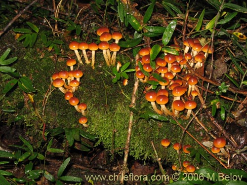 Bild von Flammulina velutipes (Enokitake). Klicken Sie, um den Ausschnitt zu vergrössern.