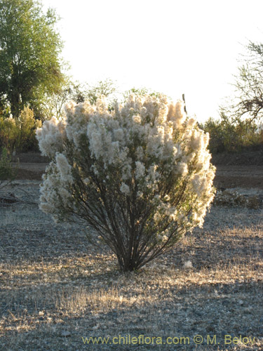 Imágen de Baccharis linearis (Romerillo). Haga un clic para aumentar parte de imágen.