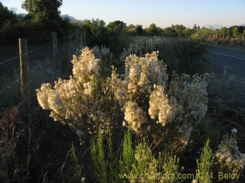 Imágen de Baccharis linearis (Romerillo). Haga un clic para aumentar parte de imágen.