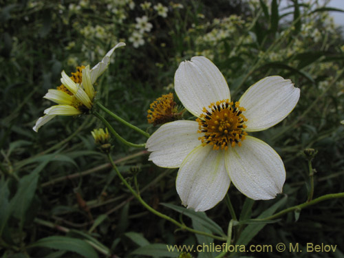 Imágen de Bidens aurea (Falso Te). Haga un clic para aumentar parte de imágen.