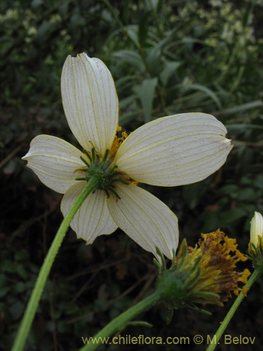 Imágen de Bidens aurea (Falso Te). Haga un clic para aumentar parte de imágen.