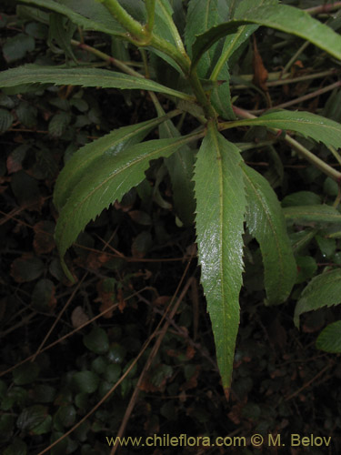 Imágen de Bidens aurea (Falso Te). Haga un clic para aumentar parte de imágen.