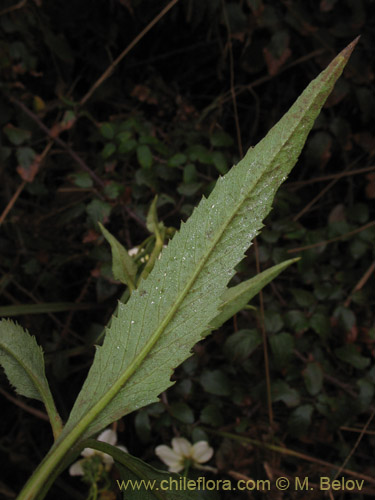 Imágen de Bidens aurea (Falso Te). Haga un clic para aumentar parte de imágen.