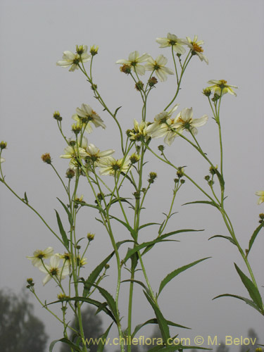 Imágen de Bidens aurea (Falso Te). Haga un clic para aumentar parte de imágen.