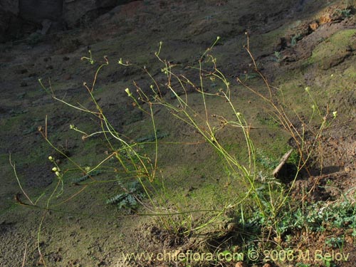 Imágen de Asteraceae sp. #1843 (). Haga un clic para aumentar parte de imágen.