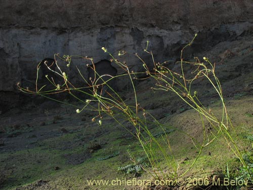 Imágen de Asteraceae sp. #1843 (). Haga un clic para aumentar parte de imágen.