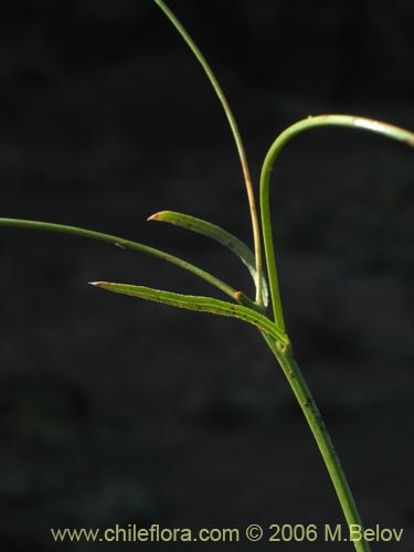 Imágen de Asteraceae sp. #1843 (). Haga un clic para aumentar parte de imágen.