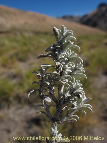 Imágen de Lucilia sp. #1492 (). Haga un clic para aumentar parte de imágen.