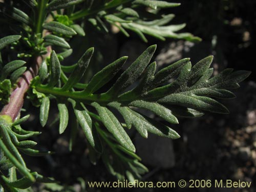 Senecio sp. #1576의 사진