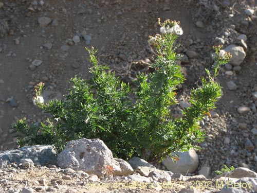 Imágen de Senecio sp. #1576 (). Haga un clic para aumentar parte de imágen.