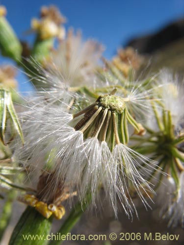 Image of Senecio sp. #1576 (). Click to enlarge parts of image.