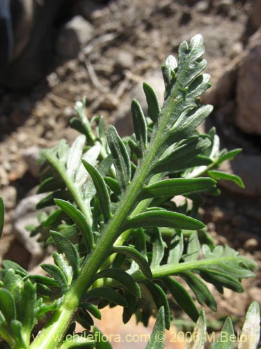 Imágen de Senecio sp. #1576 (). Haga un clic para aumentar parte de imágen.