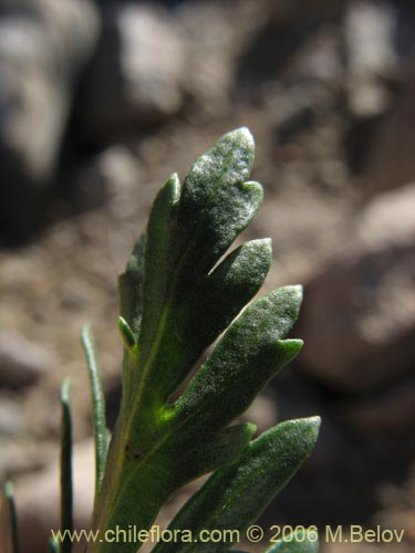 Imágen de Senecio sp. #1576 (). Haga un clic para aumentar parte de imágen.