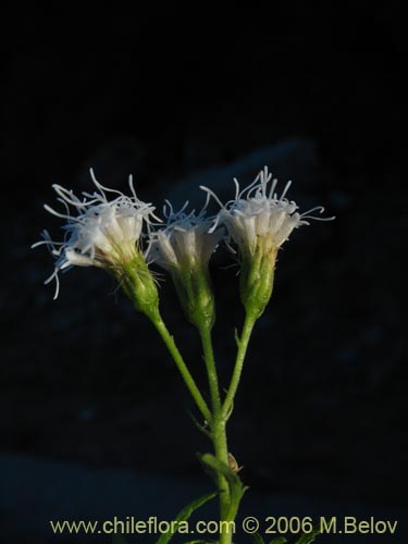 Imágen de Baccharis sp. #3078 (baccharis). Haga un clic para aumentar parte de imágen.