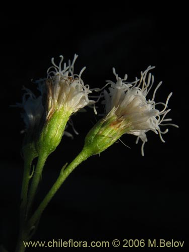 Imágen de Baccharis sp. #3078 (baccharis). Haga un clic para aumentar parte de imágen.