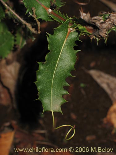 Imágen de Mutisia brachyantha (). Haga un clic para aumentar parte de imágen.