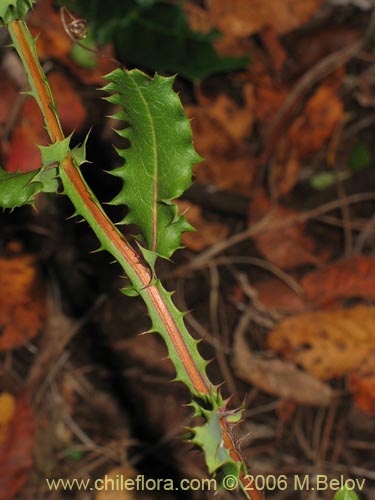 Imágen de Mutisia brachyantha (). Haga un clic para aumentar parte de imágen.