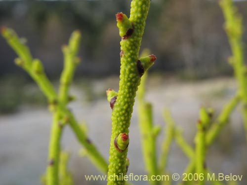 Imágen de Misodendrum punctulatum (misodendrum). Haga un clic para aumentar parte de imágen.